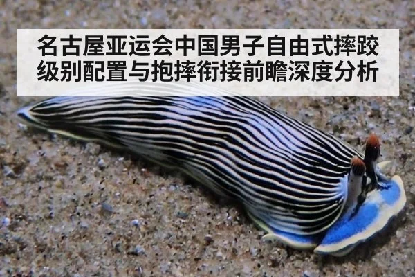名古屋亚运会中国男子自由式摔跤级别配置与抱摔衔接前瞻深度分析